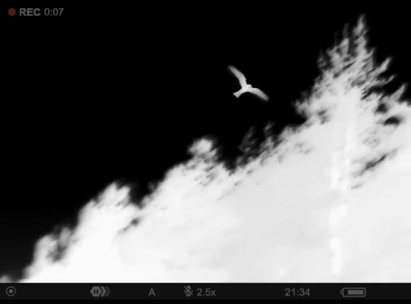 A thermal image identified as a nightjar in flight