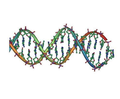 A molecular illustration of DNA’s double helix