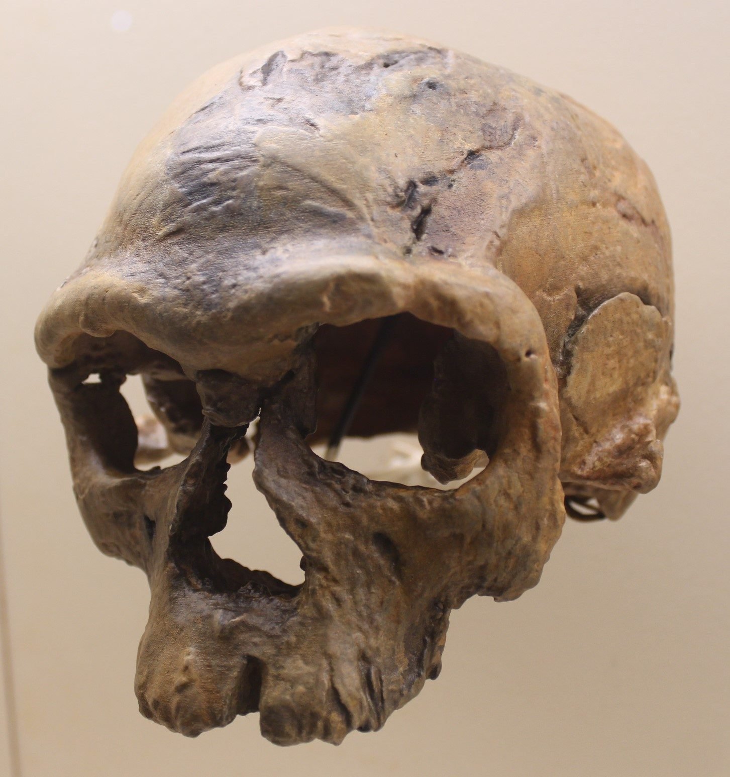 A Jebel Irhoud skull display or specimen photograph as identified by the source
